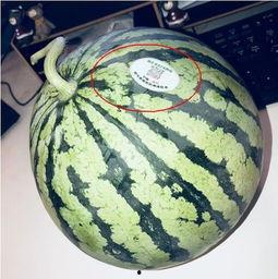 潍坊吃瓜网红有哪些,潍坊网红吃瓜达人盘点 第1张 潍坊吃瓜网红有哪些,潍坊网红吃瓜达人盘点 第1张